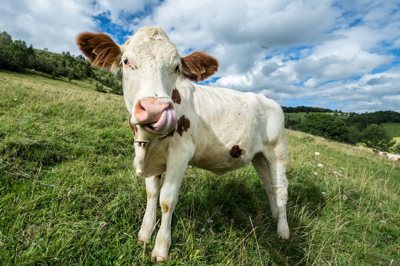 Faune Vache Montbéliarde 0390